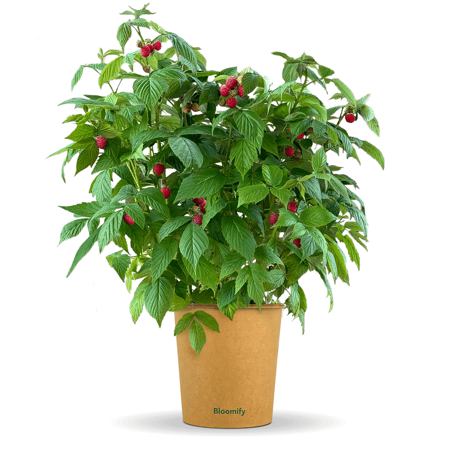 Balkon-Himbeere "Heidi" (Bio)