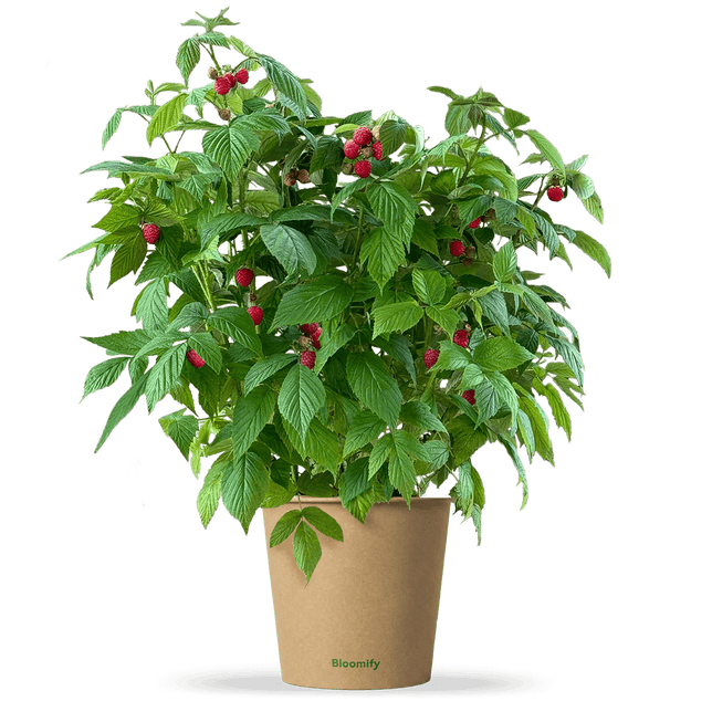 Balkon-Himbeere "Heidi" (Bio)