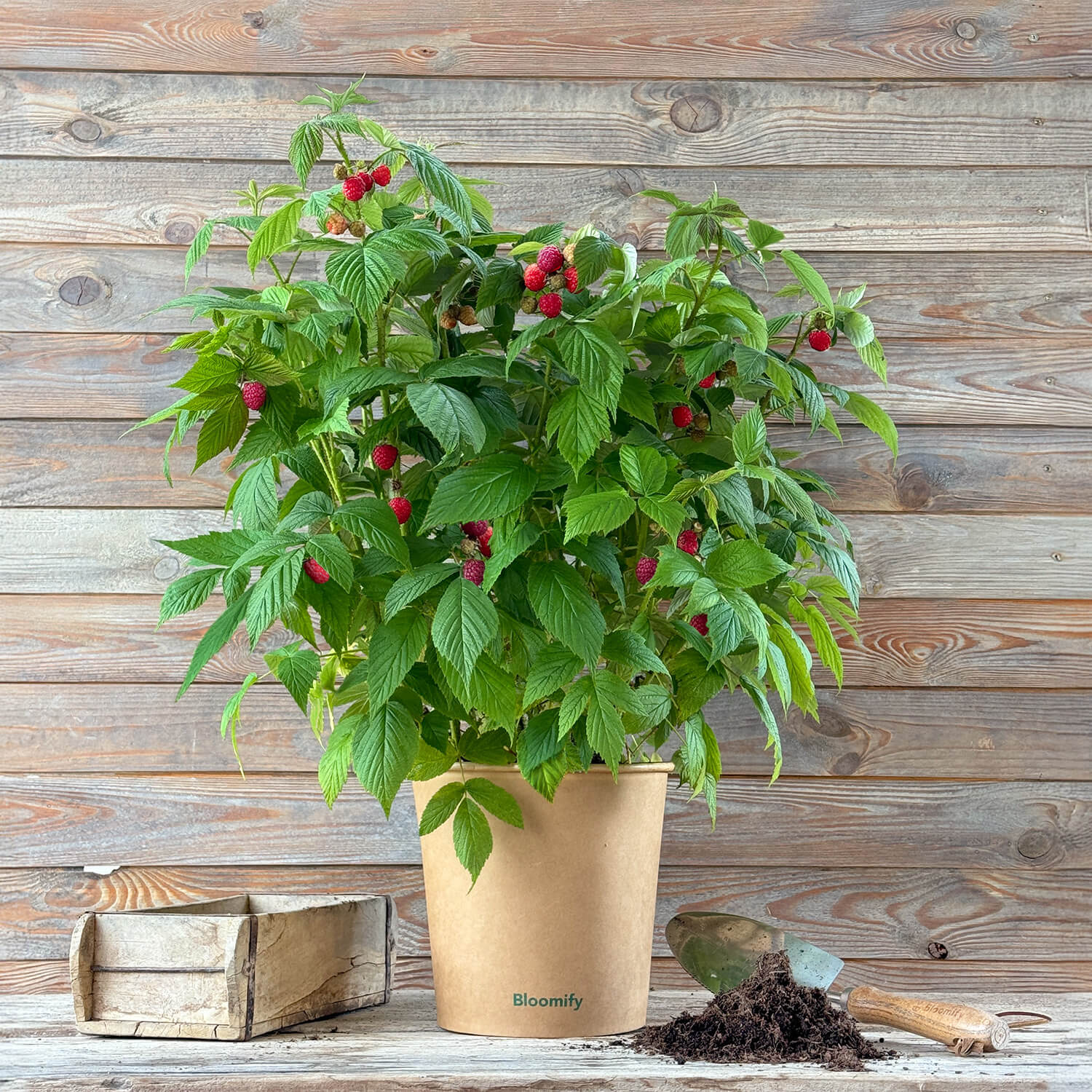 2x Balkon-Himbeere "Heidi" (Bio)