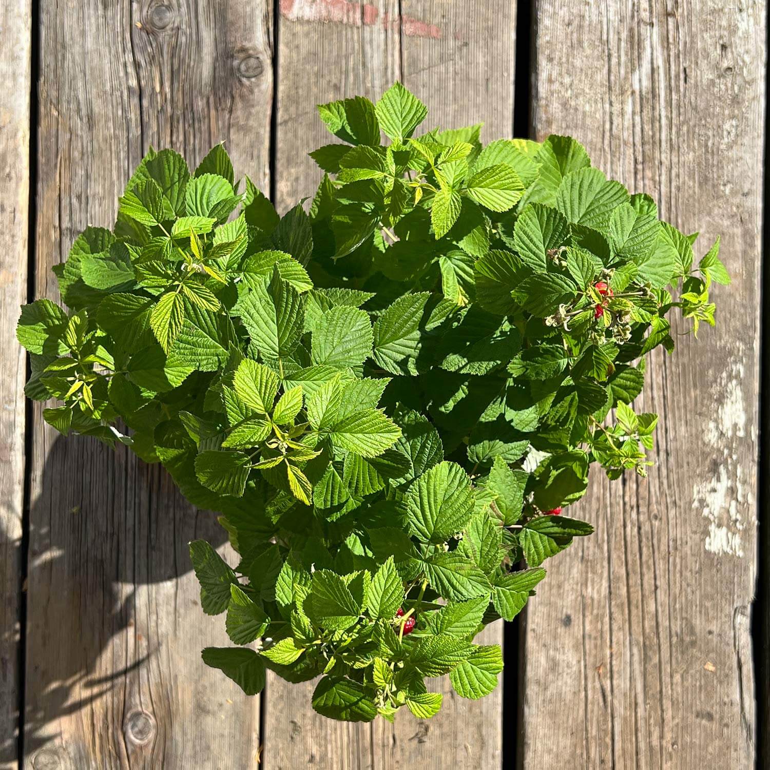 2x Balkon-Himbeere "Heidi" (Bio)