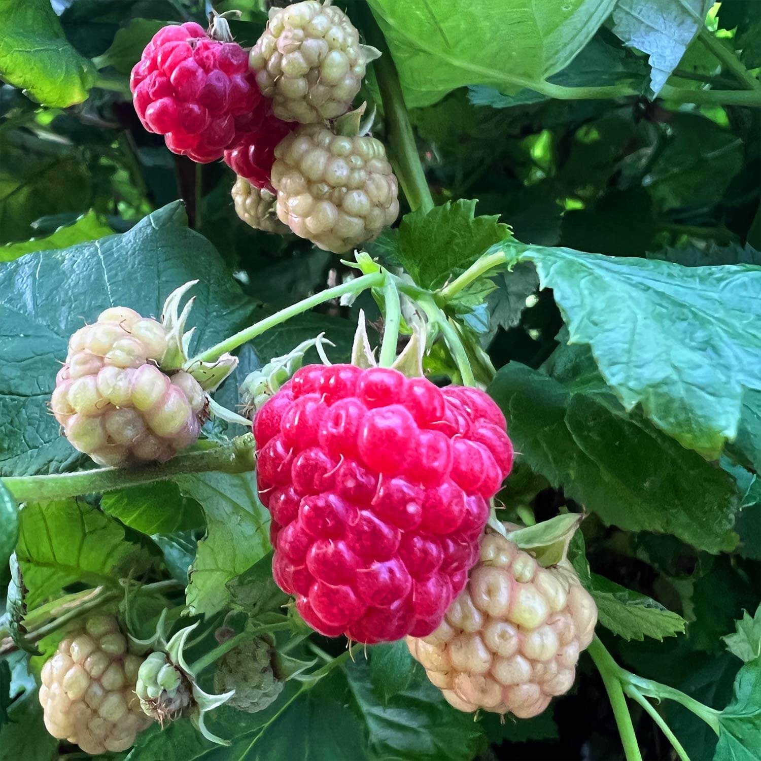 2x Balkon-Himbeere "Heidi" (Bio)