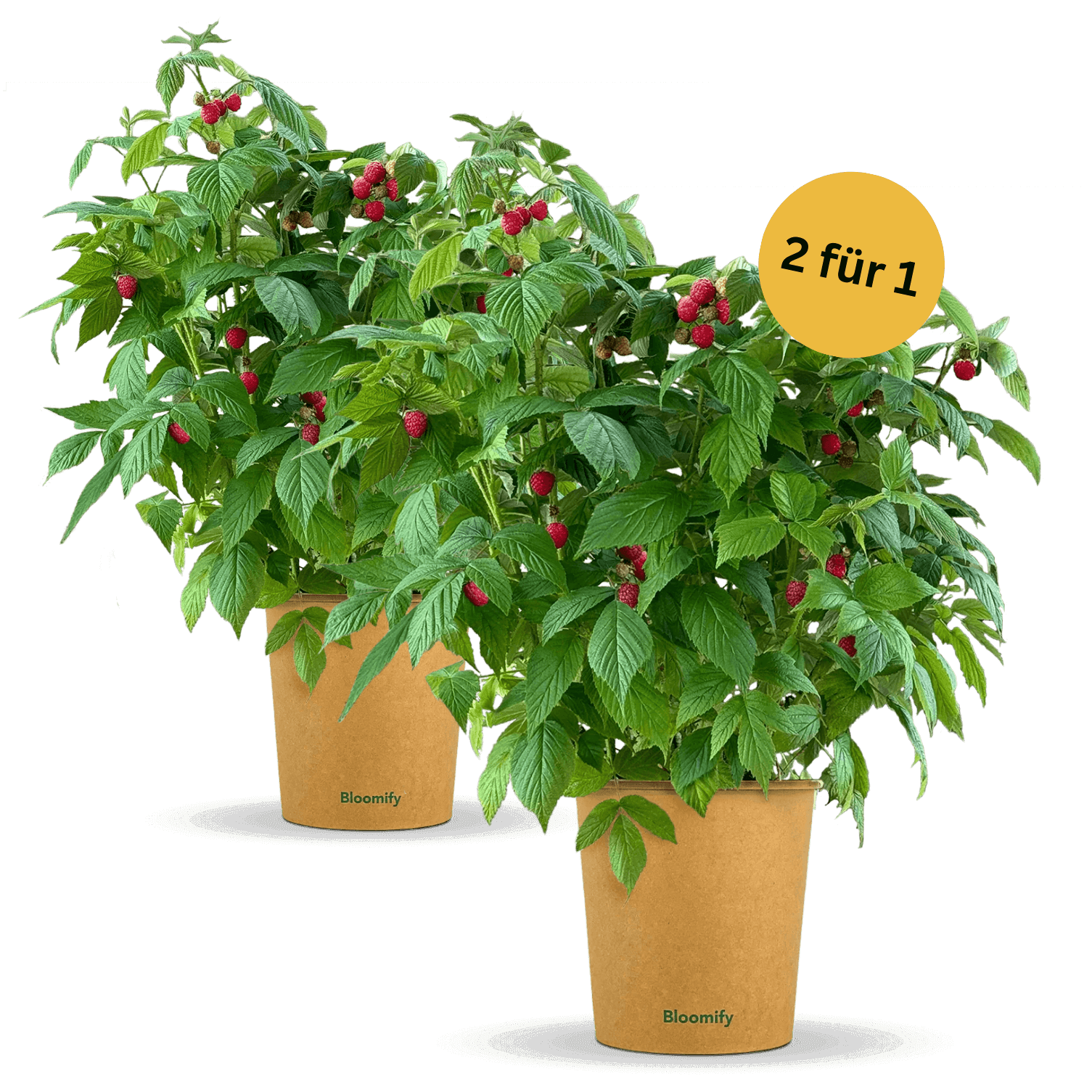 2 x Balkon-Himbeere "Heidi" (Bio)