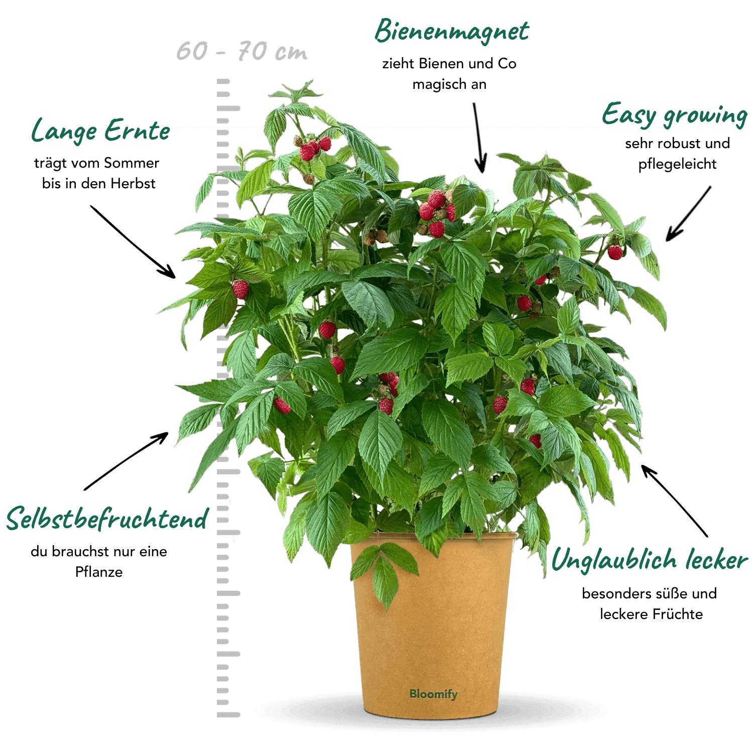 2x Balkon-Himbeere "Heidi" (Bio)