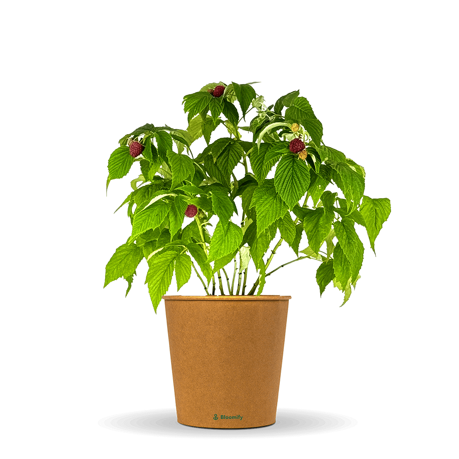 Himbeere "Hilda" (Bio)