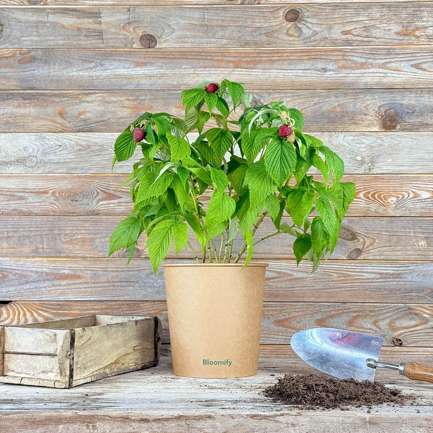 Himbeere "Hilda" (Bio)