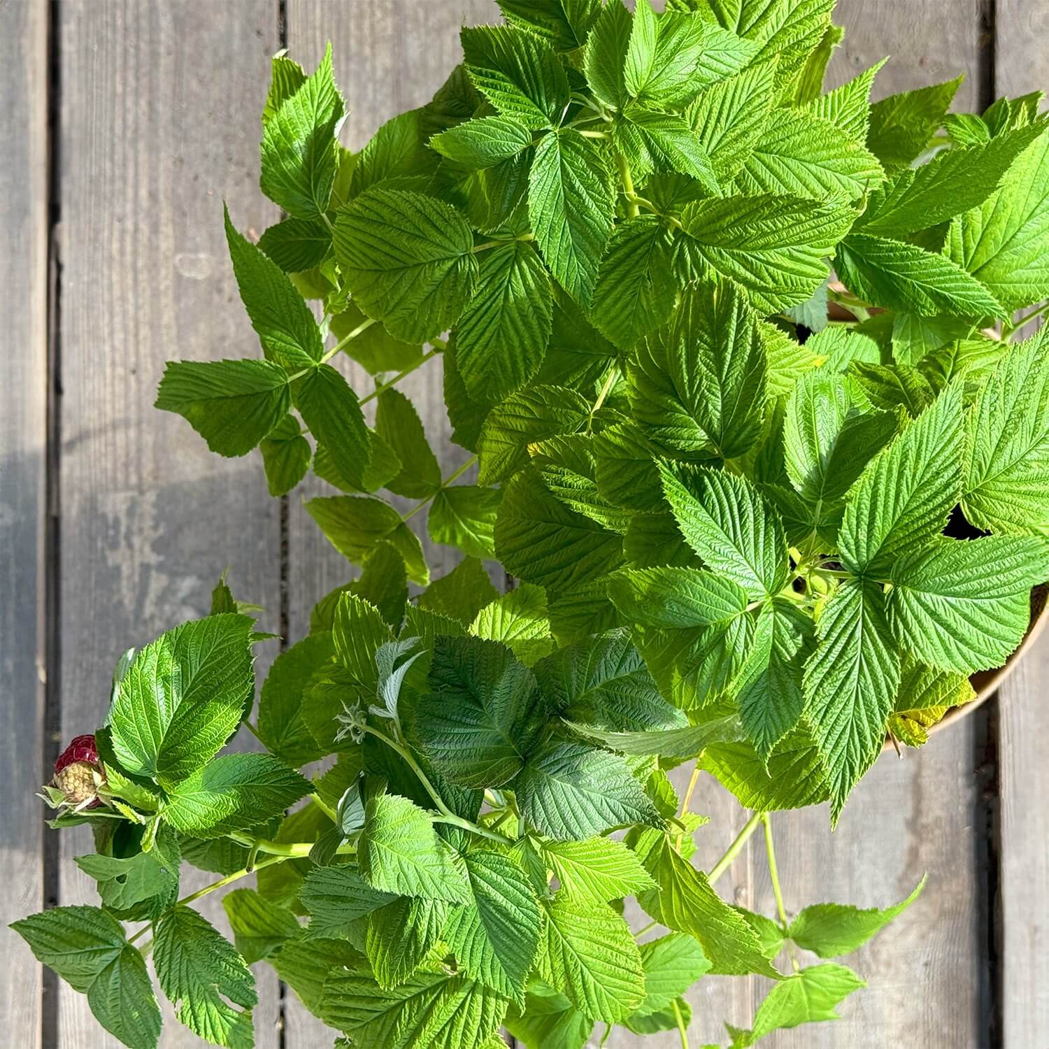 Himbeere "Hilda" (Bio)