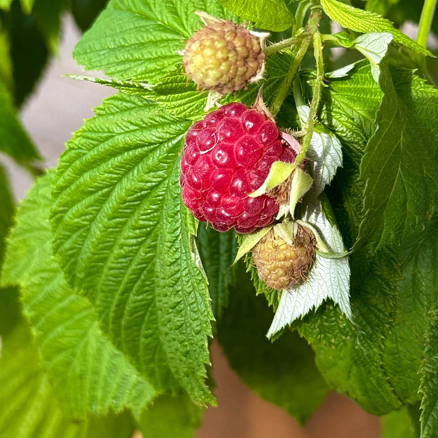 Himbeere "Hilda" (Bio)