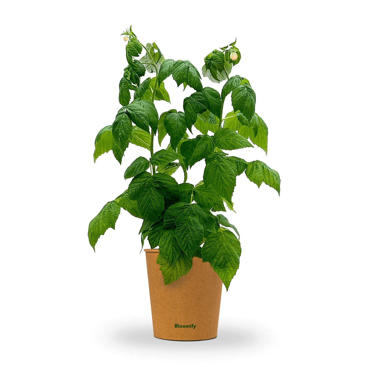 Himbeere gelb "Heinz" (Bio)