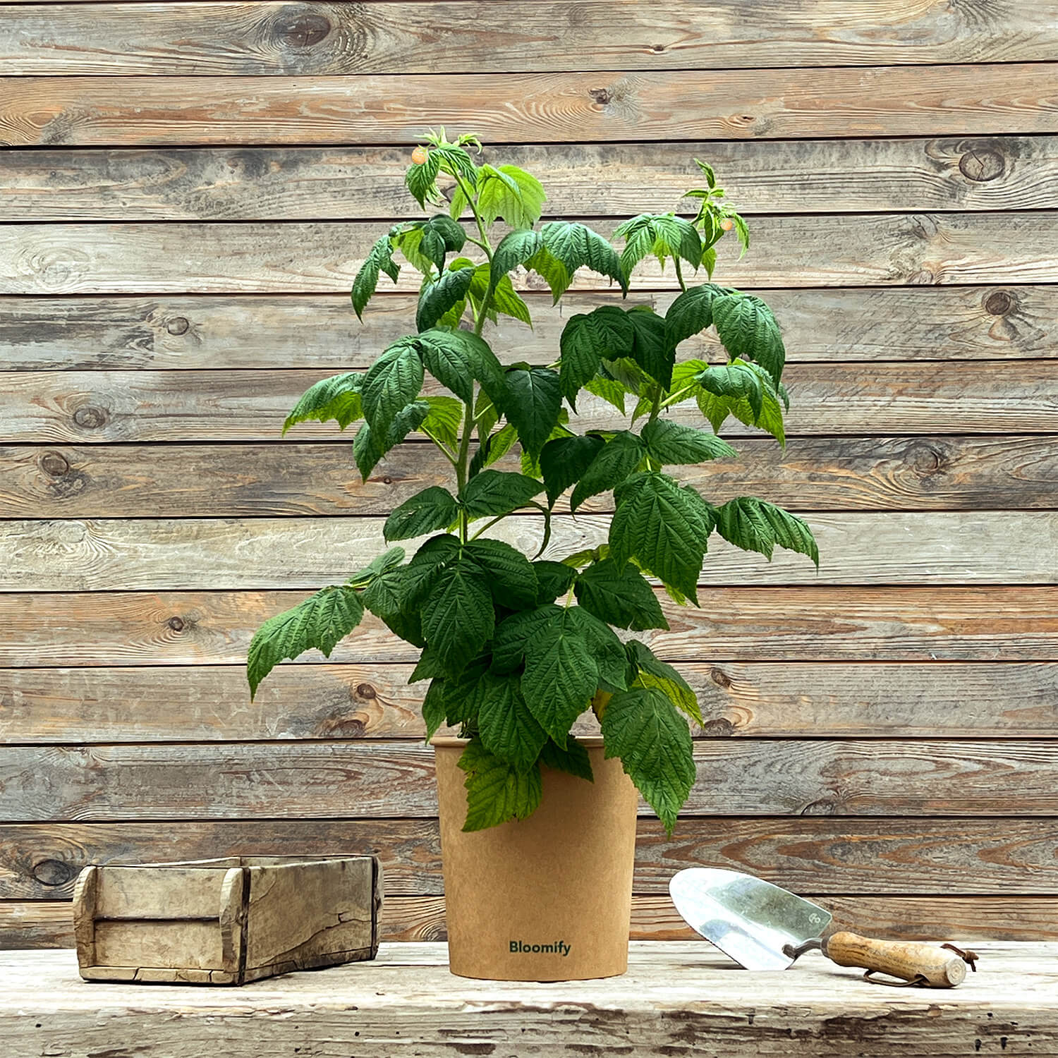 Himbeere gelb "Heinz" (Bio)