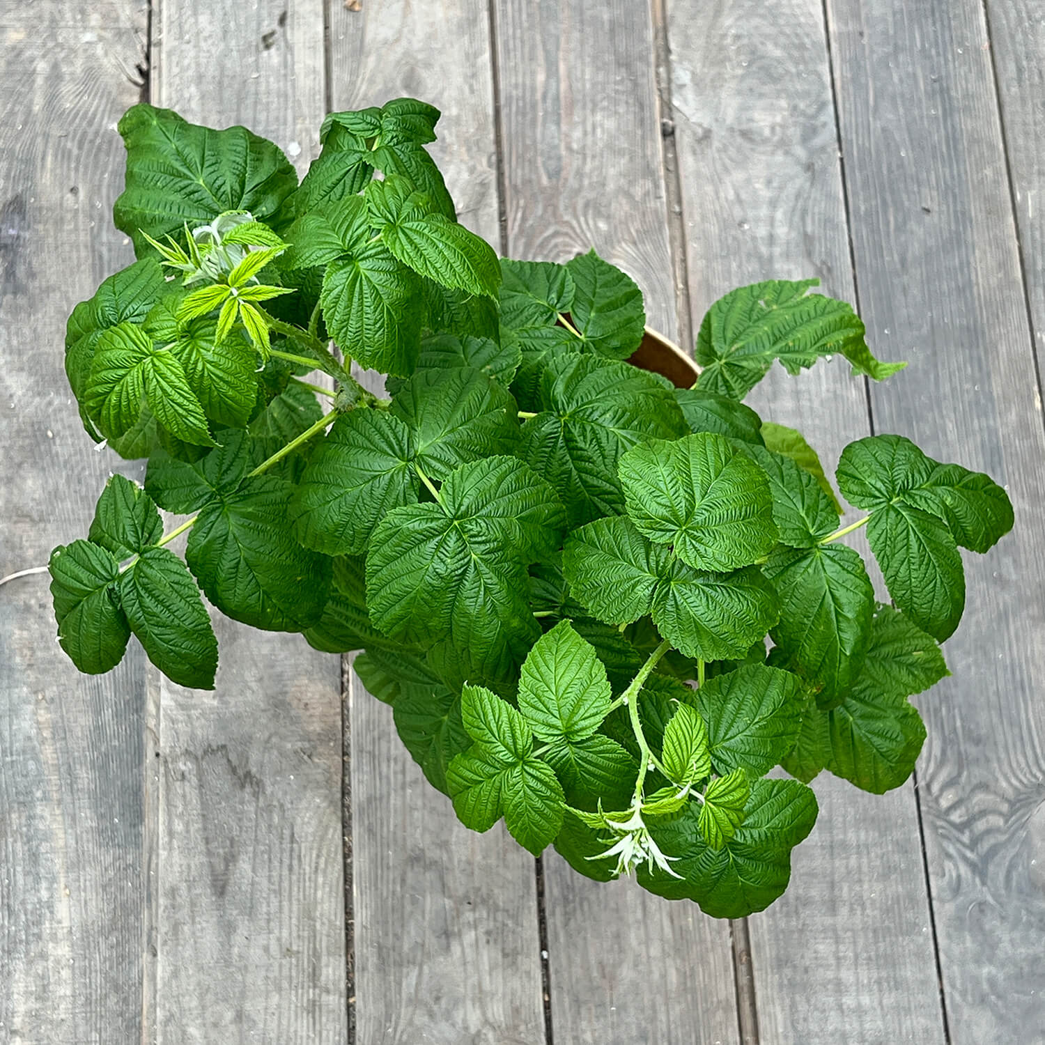 Himbeere gelb "Heinz" (Bio)