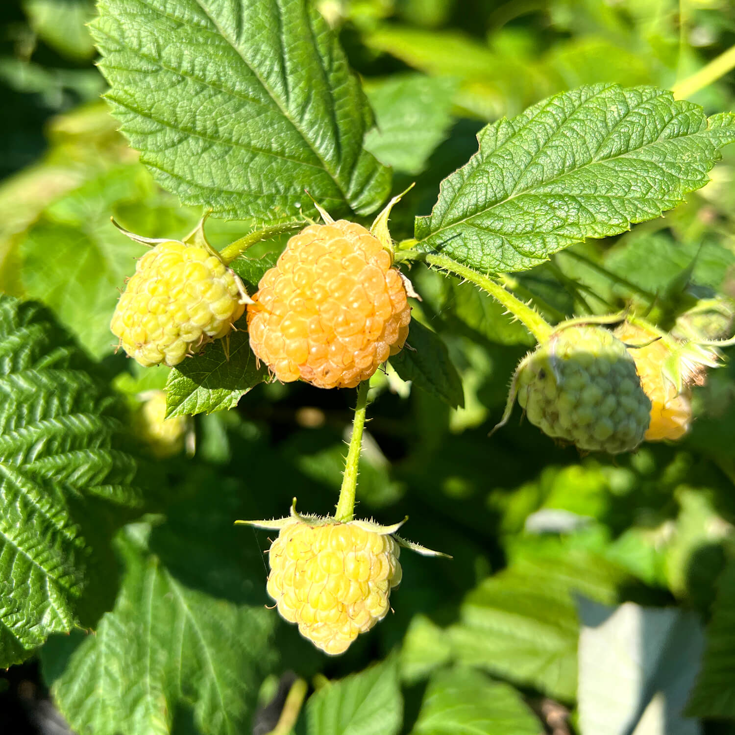 Himbeere gelb "Heinz" (Bio)