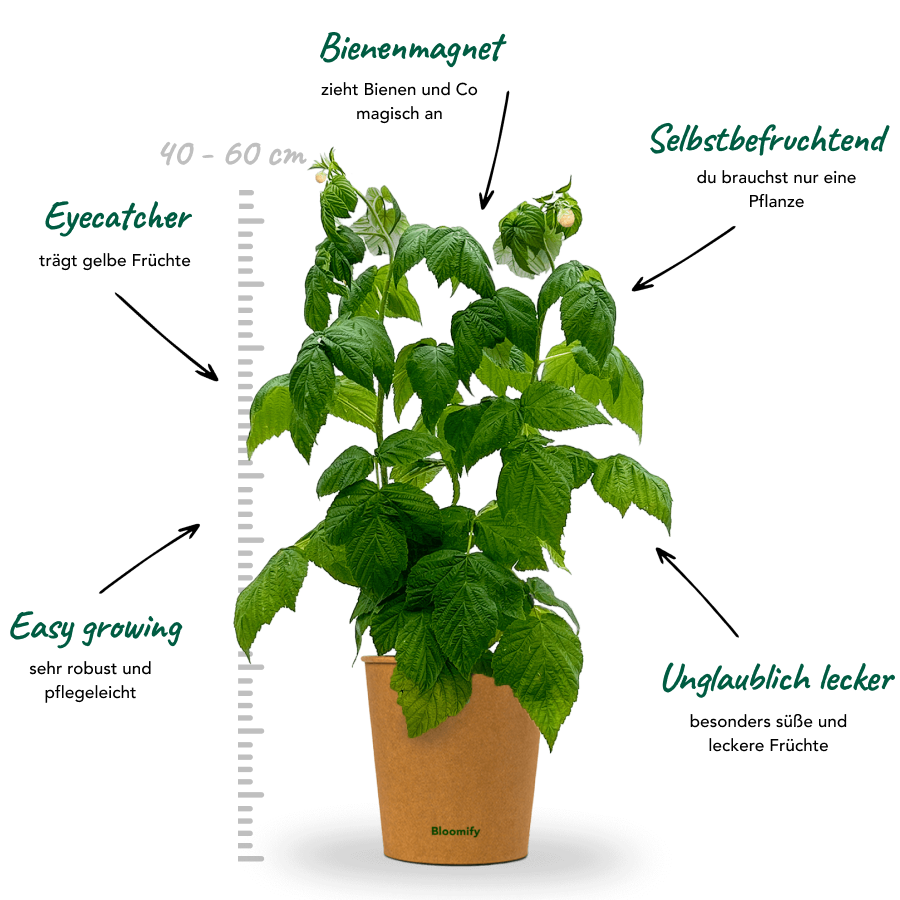 Himbeere gelb "Heinz" (Bio)