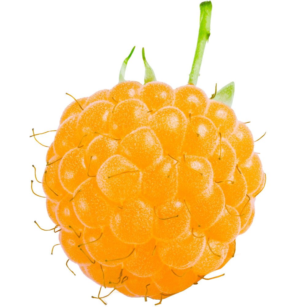 Himbeere gelb "Heinz" (Bio)