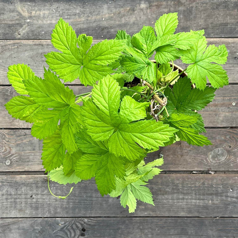 Hopfen "Holger"