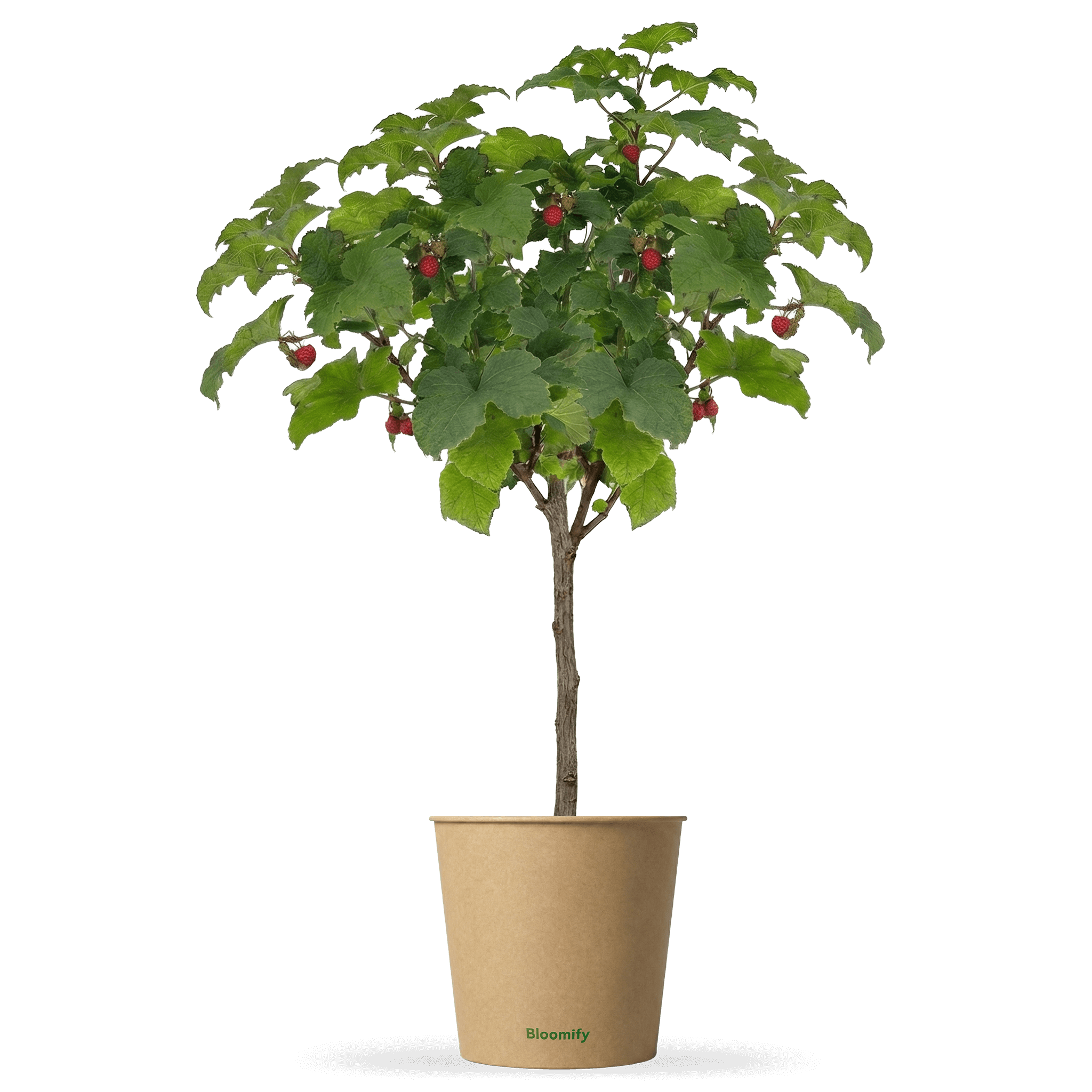 Himbeer-Baum "Heino"