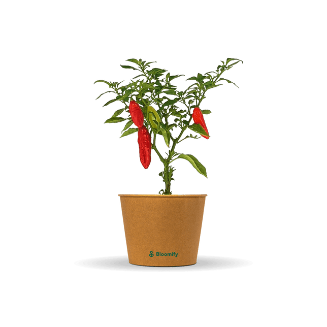 Indischer Chili "Indira"