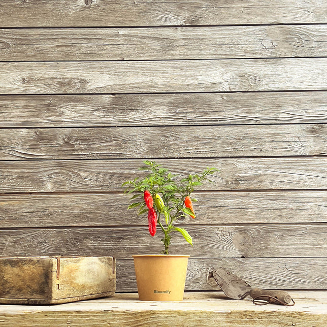 Indischer Chili "Indira"