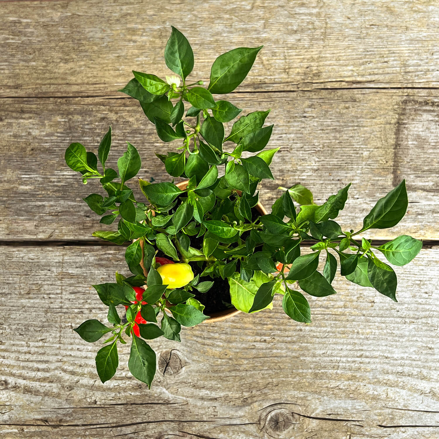 Indischer Chili "Indira"