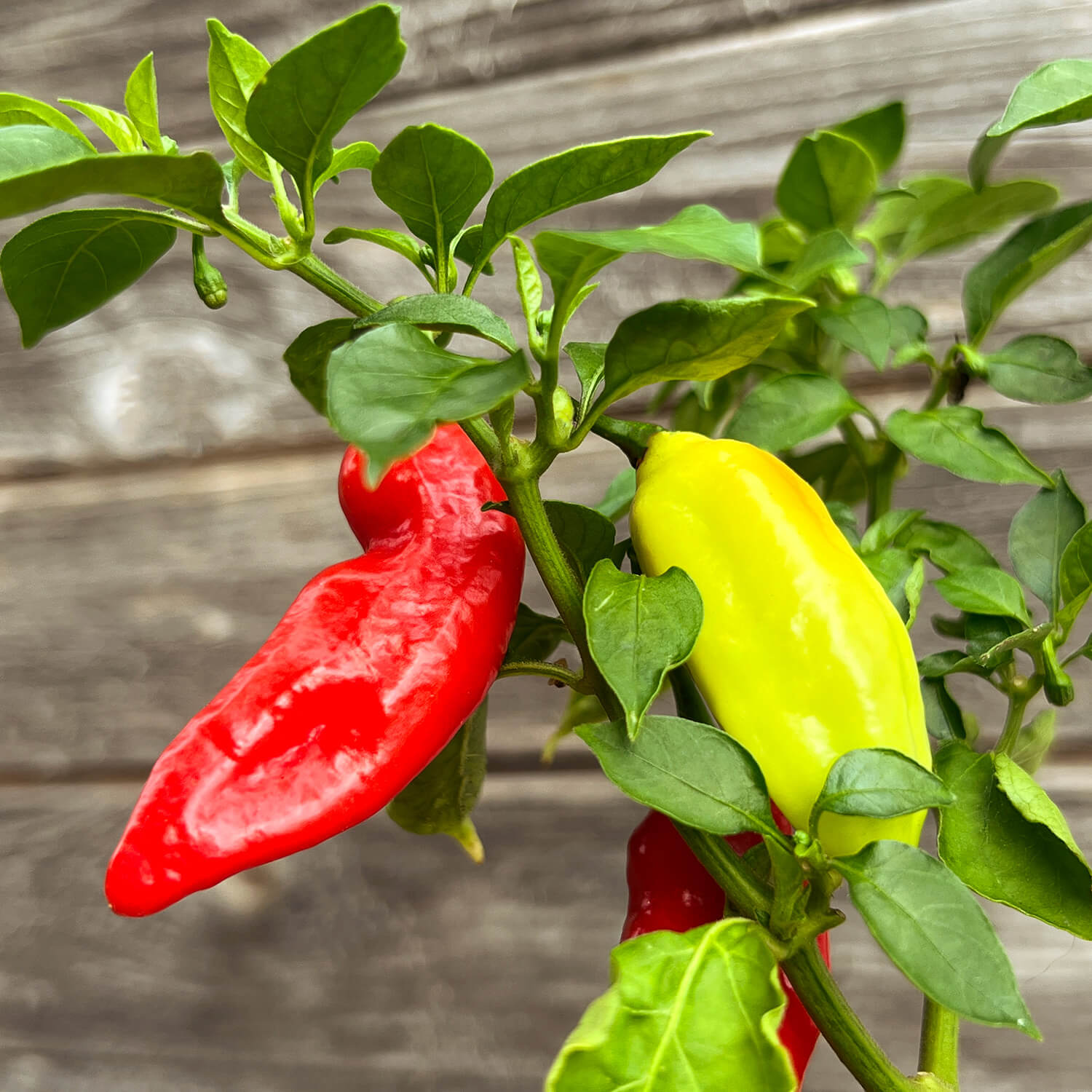 Indischer Chili "Indira"