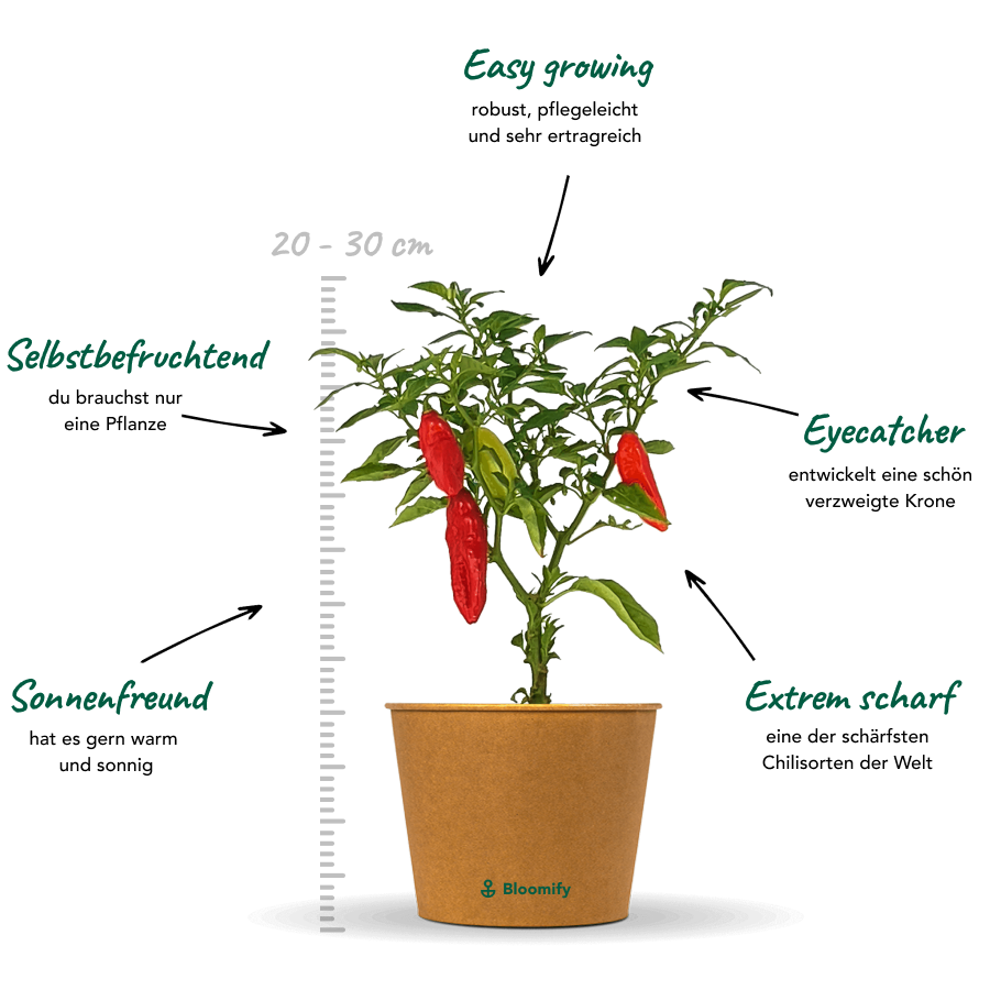 Indischer Chili "Indira"