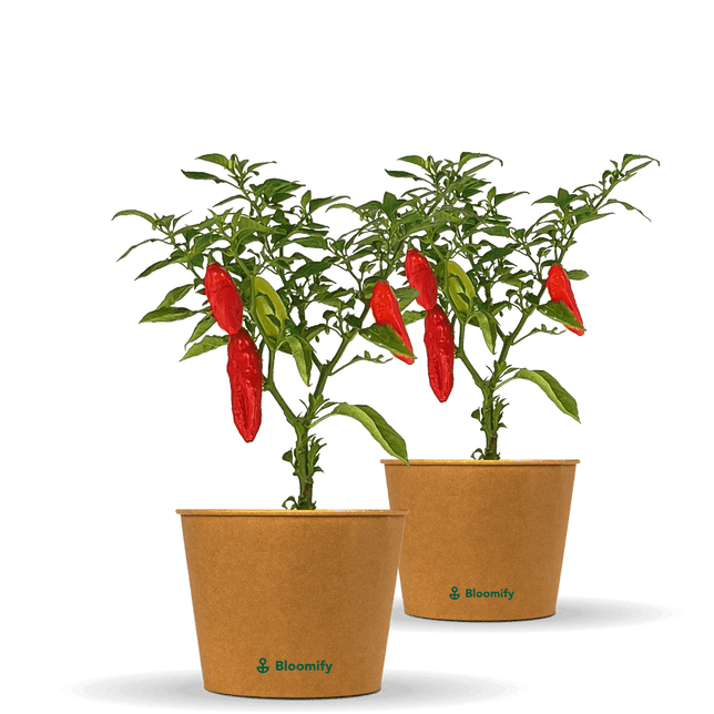 2 x Indischer Chili "Indira"