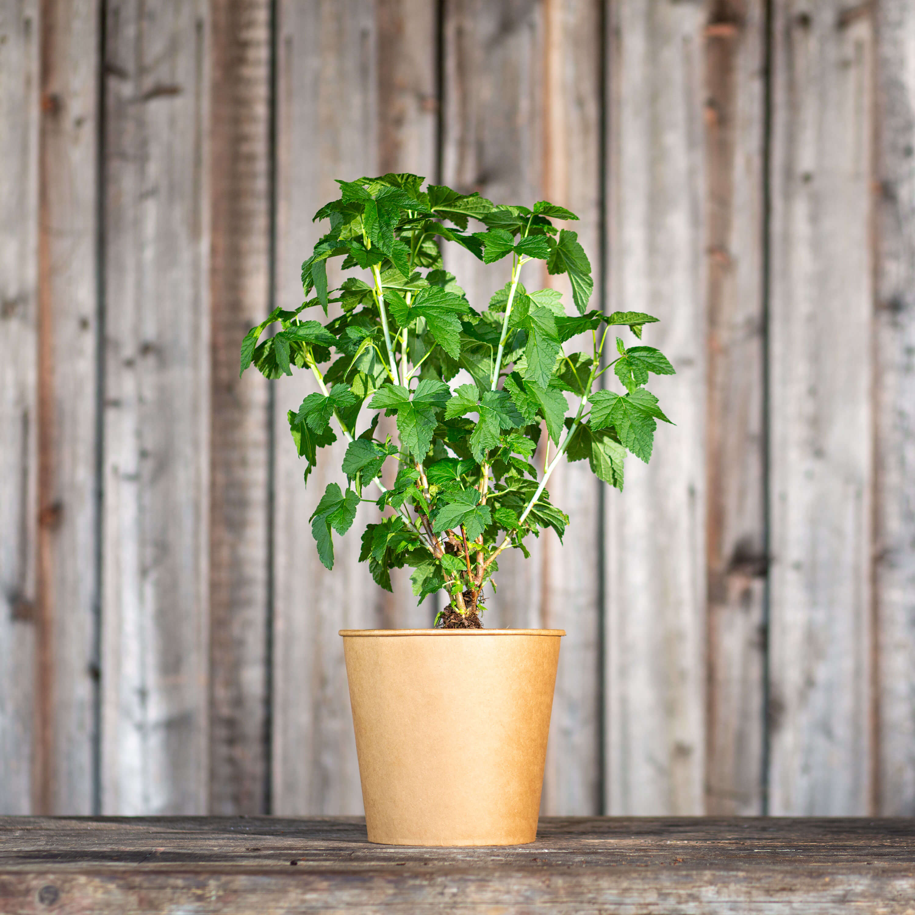 Johannisbeere schwarz "Jutta" (Bio)