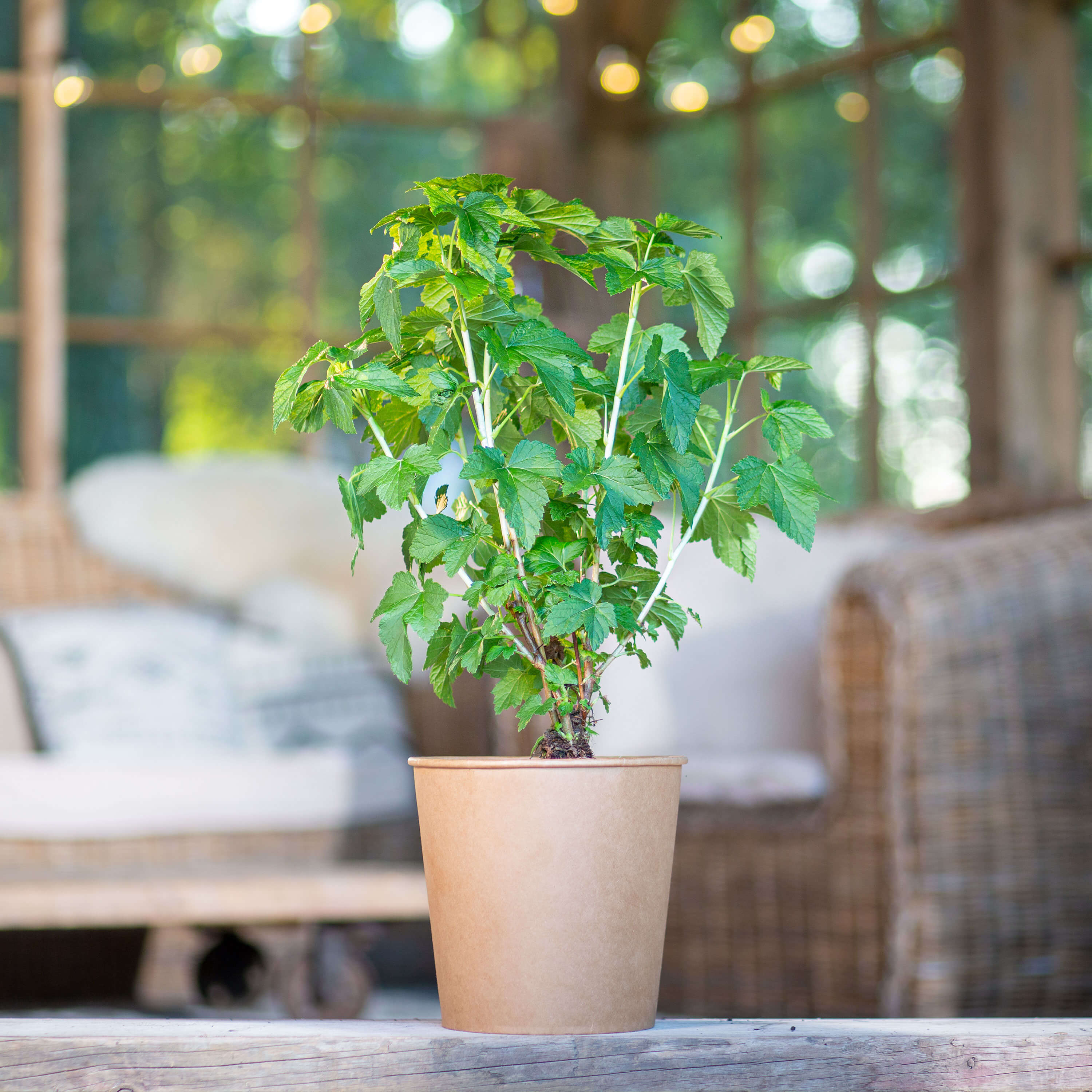 Johannisbeere schwarz "Jutta" (Bio)