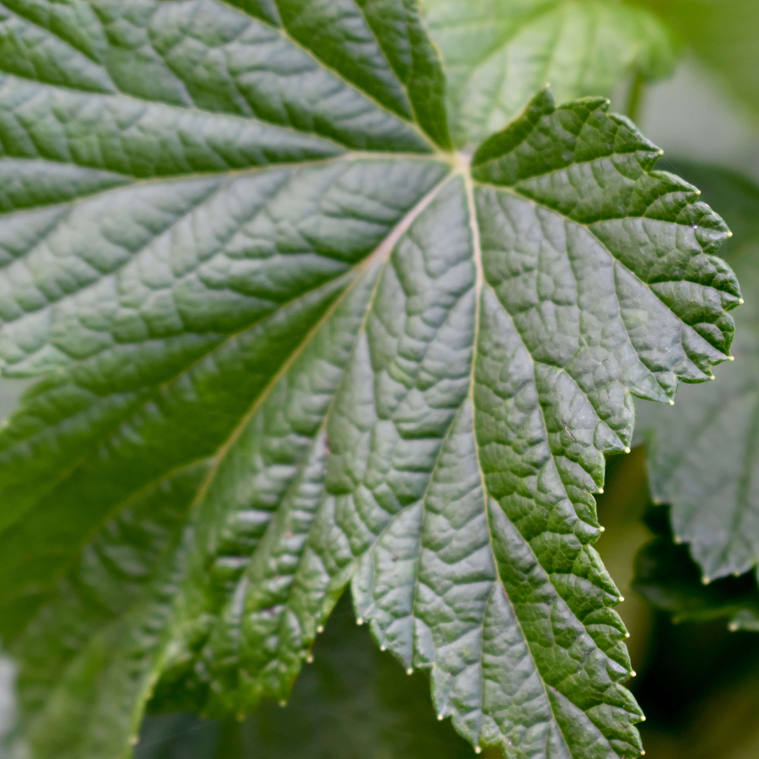 Johannisbeere schwarz "Jutta" (Bio)