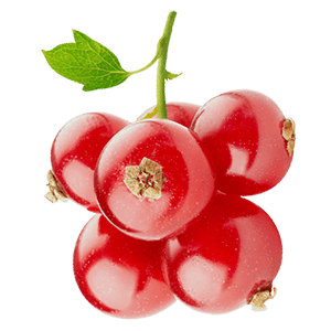 Johannisbeere rot "Johnny" (Bio)