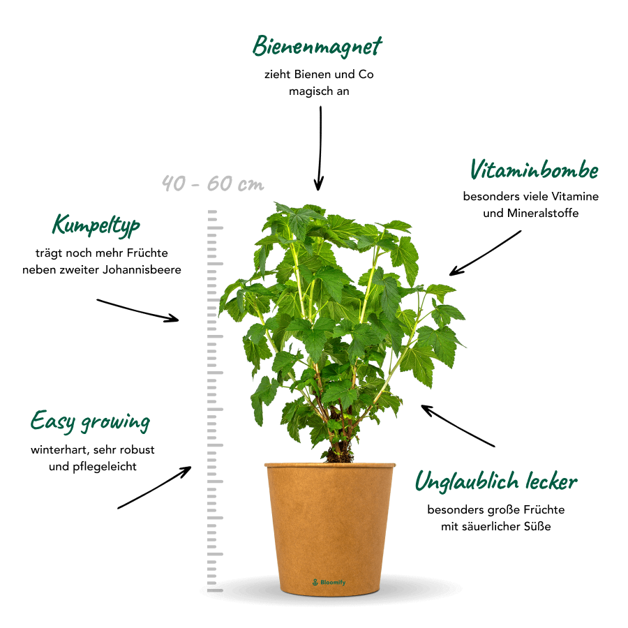 Johannisbeere rot "Johnny" (Bio)