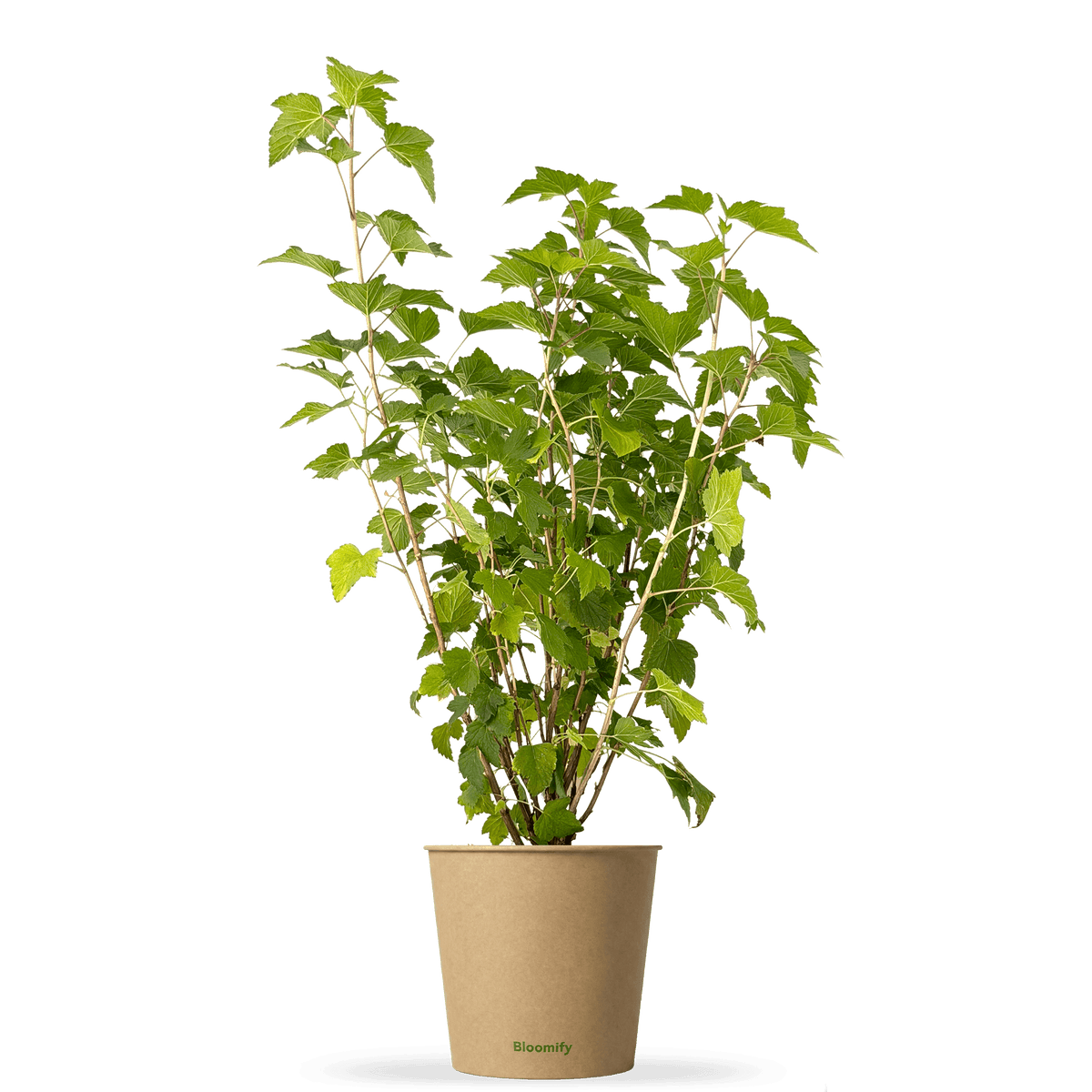Johannisbeere schwarz "Jutta" (Bio)