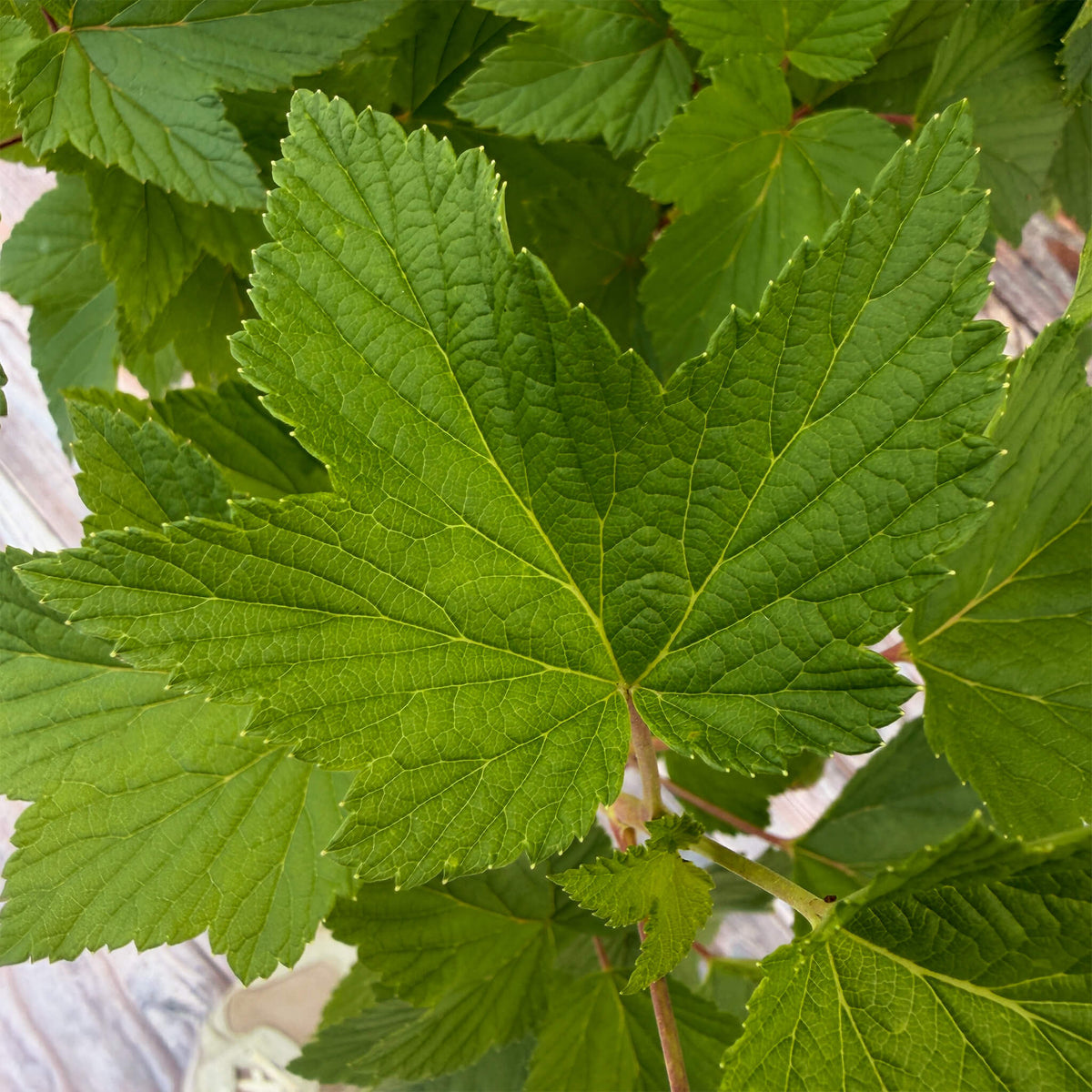Johannisbeere schwarz "Jutta" (Bio)
