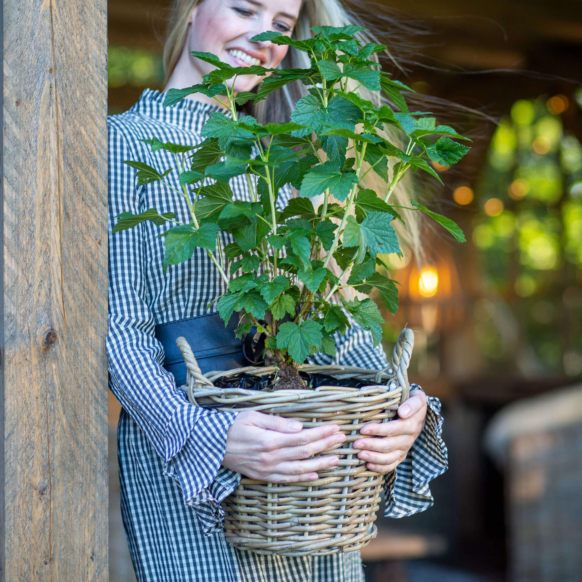 Jostabeere "Jonas" (Bio)