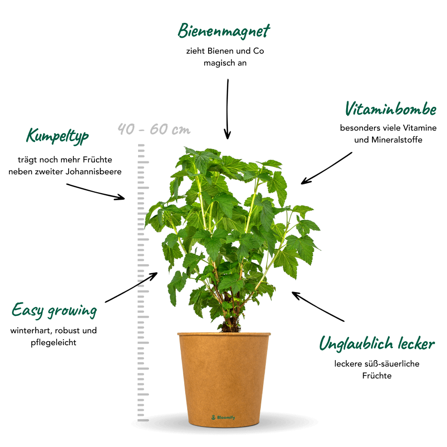 Johannisbeere schwarz "Jutta" (Bio)