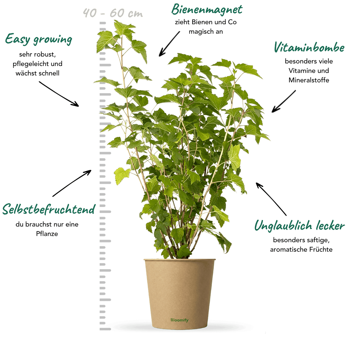 Johannisbeere schwarz "Jutta" (Bio)