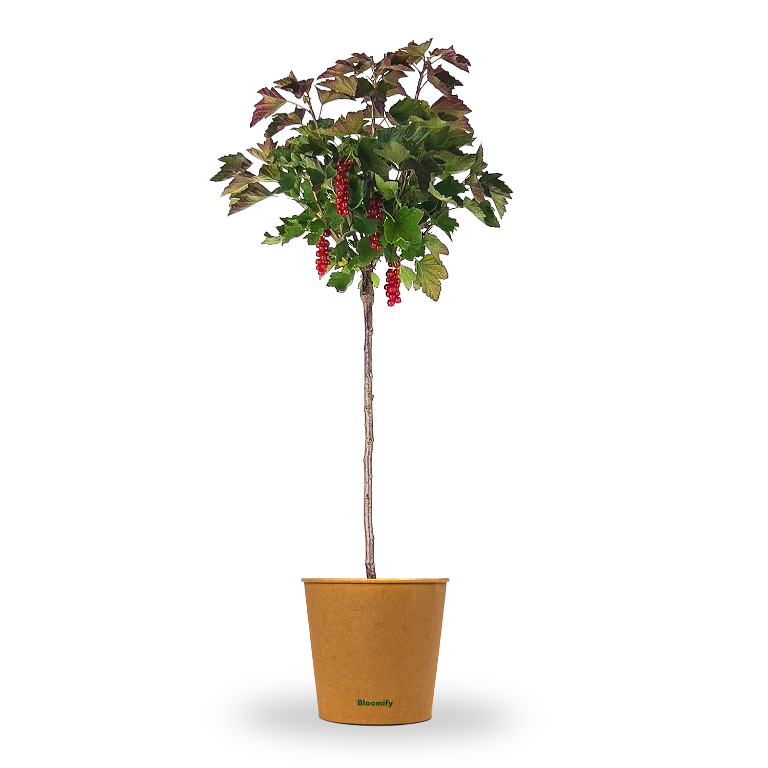 johannisbeere bonsai Johannisbeere Stamm rot 