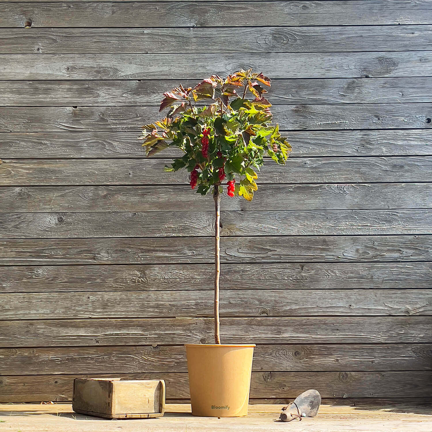 Johannisbeere Stamm rot "Johanna" (Bio)