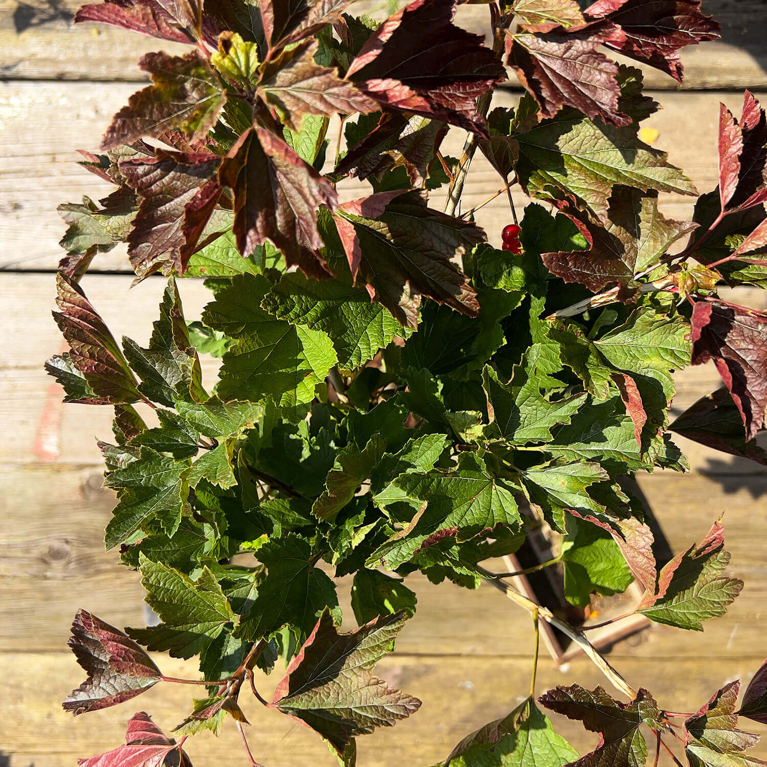 Johannisbeere Stamm rot "Johanna" (Bio)