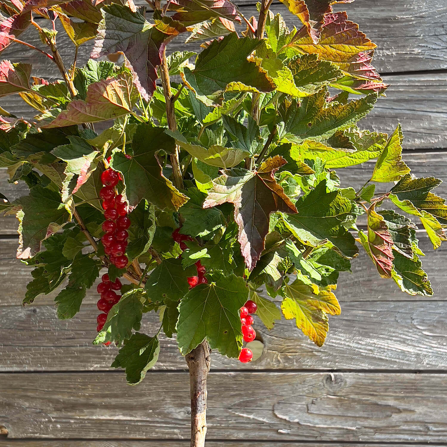 Johannisbeere Stamm rot "Johanna" (Bio)