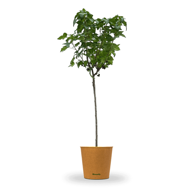 Johannisbeere Stamm schwarz "Justus" (Bio)