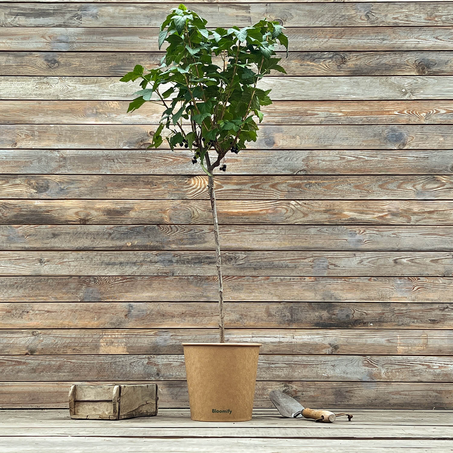 Johannisbeere Stamm schwarz "Justus" (Bio)