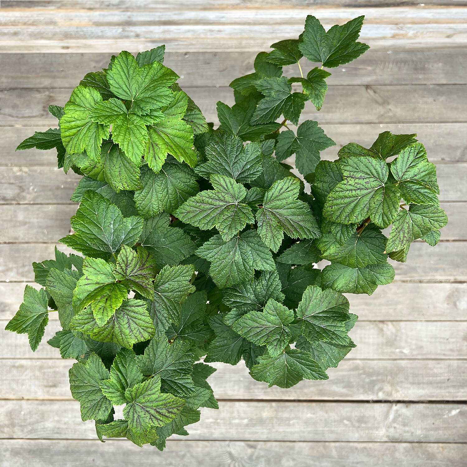 Johannisbeere Stamm schwarz "Justus" (Bio)