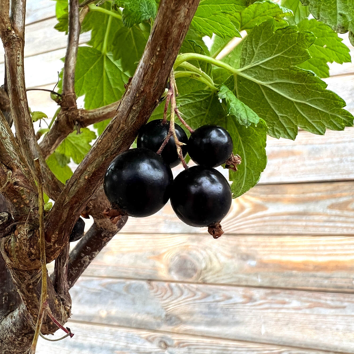 Johannisbeere Stamm schwarz "Justus" (Bio)