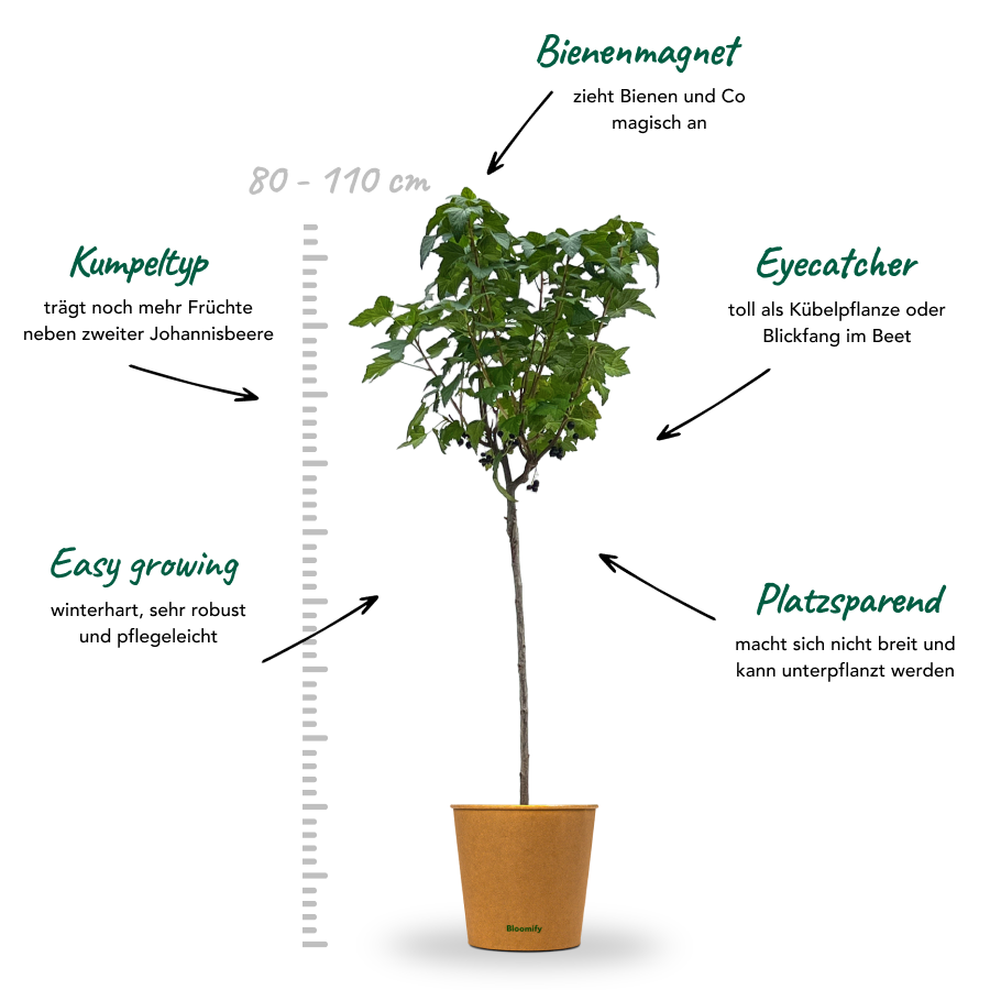 Johannisbeere Stamm schwarz "Justus" (Bio)
