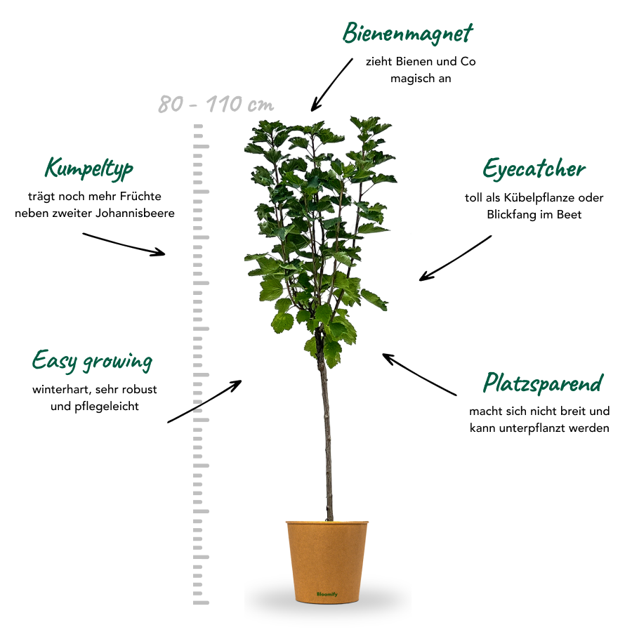 Johannisbeere Stamm weiß "Jojo"