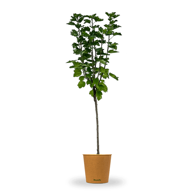 Johannisbeere Stamm weiß "Jojo"