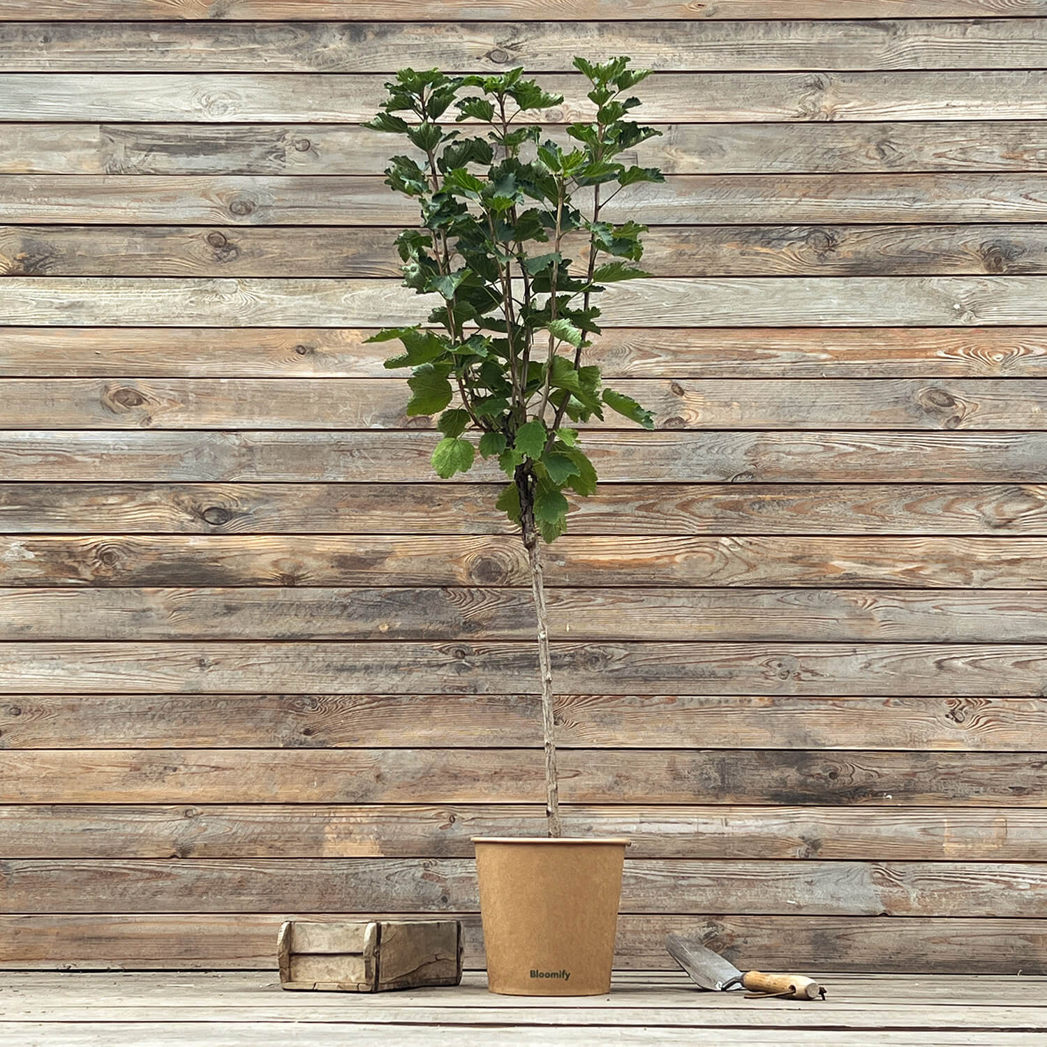 Johannisbeere Stamm weiß "Jojo"