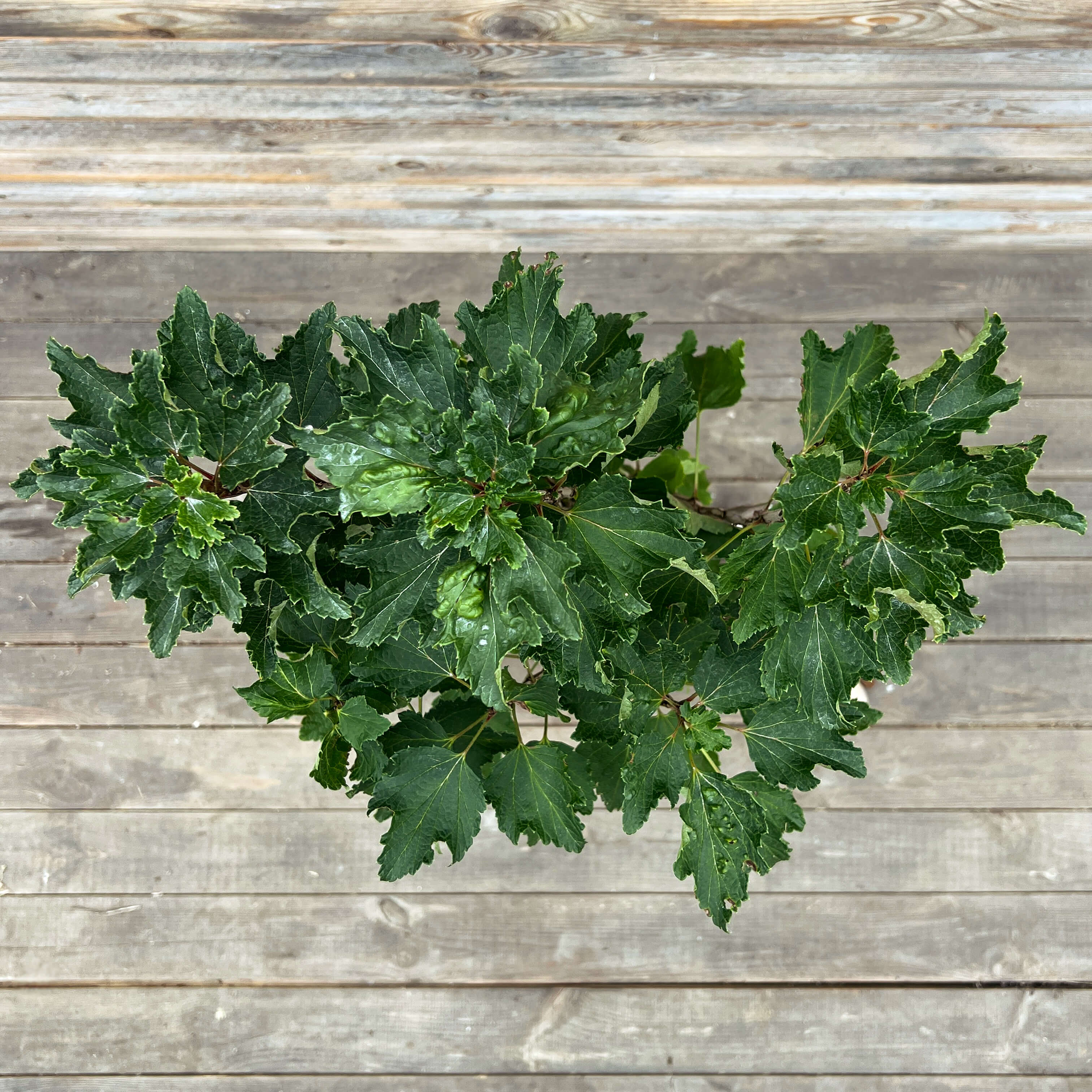 Johannisbeere Stamm weiß "Jojo"