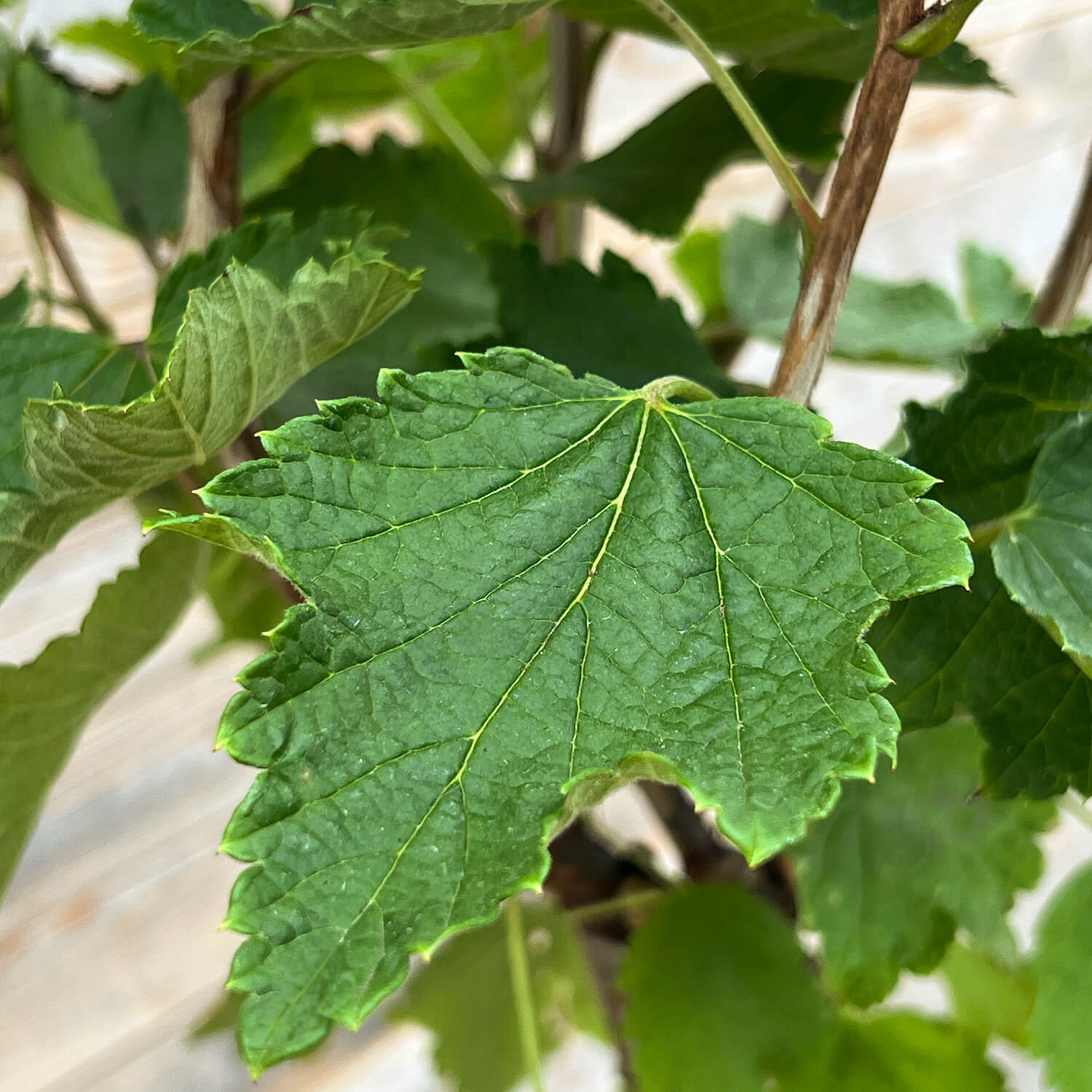 Johannisbeere Stamm weiß "Jojo"