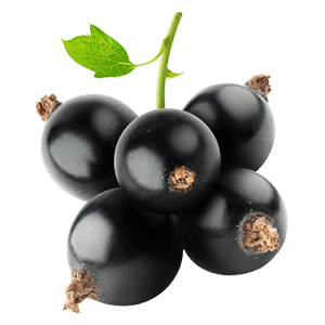 Johannisbeere Stamm schwarz "Justus" (Bio)